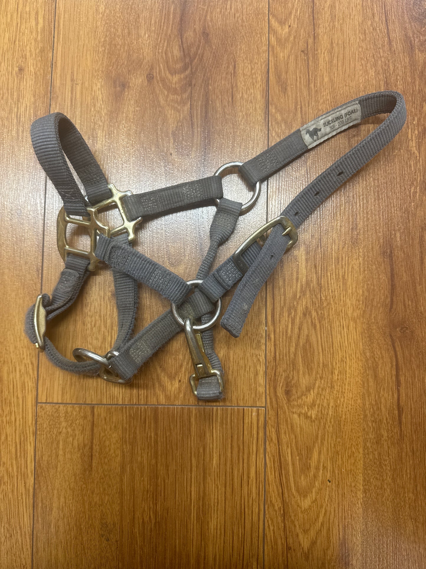 Foal Halter