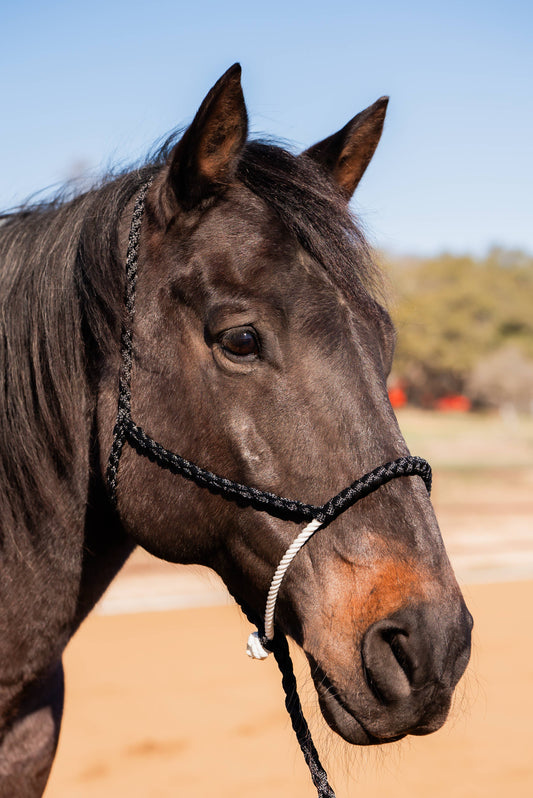 Black Mule Tape with Lariat Noseband Halter